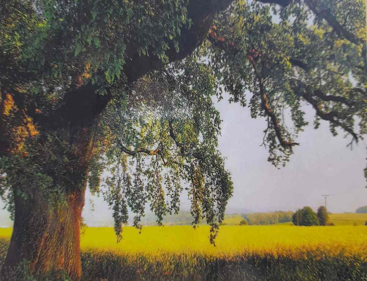 картинка Алмазная картина, 40*50 см, на подрамнике, полная выкладка, ZFA70119 от магазина Альфанит в Кунгуре
