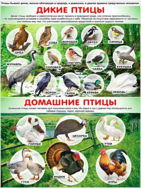 картинка Плакат А2, в ассортименте, изд. Оля и Женя от магазина Альфанит в Кунгуре