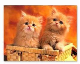 картинка Картина по номерам, 22*30 см, "Рыжие котята", Рыжий кот, HS214 от магазина Альфанит в Кунгуре