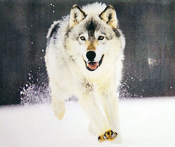 картинка Алмазная картина, 30*40 см, на подрамнике, полная выкладка, "Волк", GB70980 от магазина Альфанит в Кунгуре